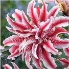 Fresh 100PCS Garland Lilium Brownii Lily Flower Seeds White Red Stripes Double Flowers