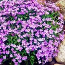 Fresh 100PCS Light Purple Creeping Thyme Seeds Cress Rock Perennial
