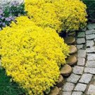 Fresh 100PCS Yellow Creeping Thyme Seeds Cress Rock Perennial