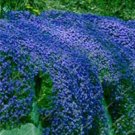 Fresh 300PCS Creeping Thyme Seeds Blue Cress Rock