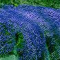 Fresh 300PCS Creeping Thyme Seeds Blue Cress Rock