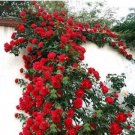 Fresh 100PCS Dark Red Climbing Rose Seeds Big Flowers