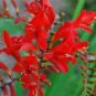 Fresh 50 RED CROCOSMIA Lucifer Plant Seeds