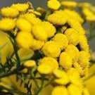Fresh 50pcs Immortelle Flower Seeds