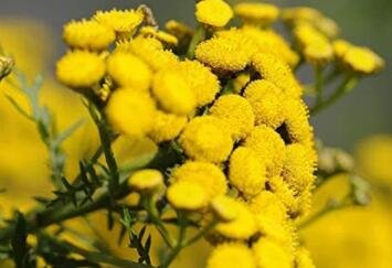 Fresh 50pcs Immortelle Flower Seeds