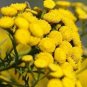 Fresh 50pcs Immortelle Flower Seeds