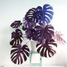 Fresh Palm Turtle Leaves Monstera Seed Outdoor Potted Plant Blue and Purple Leaves