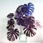 Fresh Palm Turtle Leaves Monstera Seed Outdoor Potted Plant Blue and Purple Leaves