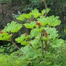 Fresh 30 Seeds Oplopanax Horridus Devils Club Seeds Non Hybrid Open Pollinated