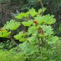 Fresh 30 Seeds Oplopanax Horridus Devils Club Seeds Non Hybrid Open Pollinated