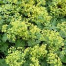 Fresh 200 LADYS MANTLE Alchemilla Mollis Flower Seeds
