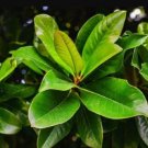 Fresh 5 Bay Leaf Laurel Tree Seeds