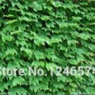 Fresh 100PCS Boston Ivy Ivy Seeds Home and Garden s (Color: Green)