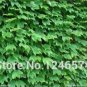 Fresh 100PCS Boston Ivy Ivy Seeds Home and Garden s (Color: Green)