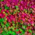 Fresh 100PCS Mixed Colors Boston Ivy Seeds Creepers