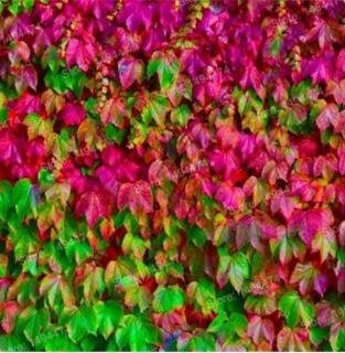 Fresh 100PCS Mixed Colors Boston Ivy Seeds Creepers