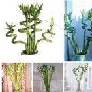 Fresh 50 pcs/Bag Bamboo Séed Lucky Moso Bambu Tree Perennial Flower Pot Seeds