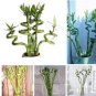 Fresh 50 pcs/Bag Bamboo Séed Lucky Moso Bambu Tree Perennial Flower Pot Seeds
