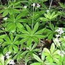 Fresh 20PCS SWEET WOODRUFF ASPERULA Galium Odoratum Shade White Flower Seeds