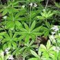 Fresh 20PCS SWEET WOODRUFF ASPERULA Galium Odoratum Shade White Flower Seeds