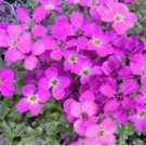 Fresh 300 Creeping Thyme Seeds Purple Pink CreSS Rock Flowers