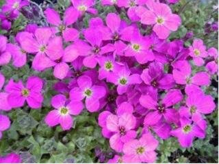 Fresh 300 Creeping Thyme Seeds Purple Pink CreSS Rock Flowers