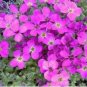 Fresh 300 Creeping Thyme Seeds Purple Pink CreSS Rock Flowers