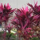 Fresh 5 Cordyline Fruticosa Plant Seeds