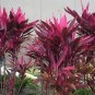 Fresh 5 Cordyline Fruticosa Plant Seeds