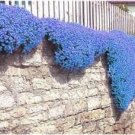 Fresh 100PCS Blue Creeping Thyme Seeds Cress Rock Plant Flowers