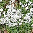 Fresh 50 Seeds Star of Bethlehem Seeds Non Hybrid Open Pollinated