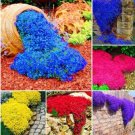Fresh 100PCS Cress Rock Creeping Thyme Flower Seeds Mixed
