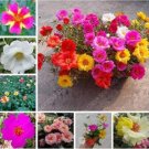 Fresh 100PCS Portulaca Grandiflora Flower Seeds Mixed Flowers