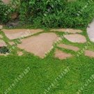 Fresh 200 Pcs Herniaria Glabra Herb Green Carpet Ground Cover Seeds