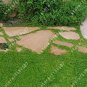 Fresh 200 Pcs Herniaria Glabra Herb Green Carpet Ground Cover Seeds
