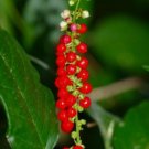 Fresh Rouge Plant Rivina Humilis Organic 10 Seeds