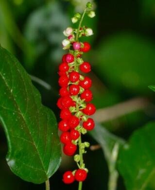 Fresh Rouge Plant Rivina Humilis Organic 10 Seeds