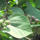 Fresh 50 Seeds Grewia Asiatica Leaves Phalsa Falsa Leaves Seeds