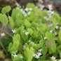 Fresh 10 Epimedium Brevicornu Plant Seeds