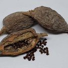 Fresh 30 Seeds Alligator Pepper Wesa Seeds Easy to Seasons Meaningful Gift.