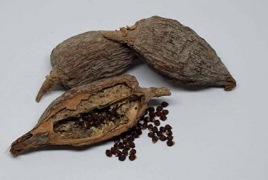 Fresh 30 Seeds Alligator Pepper Wesa Seeds Easy to Seasons Meaningful Gift.