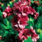 Fresh 50 Seeds Bergenia Seeds Bulk Non Hybrid Open Pollinated SuitedCanadian Climate