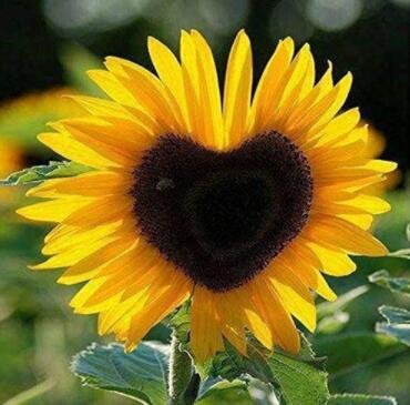 Fresh Generic Fresh 50 pcs Sunflower Seeds for Planting Yellow