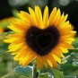 Fresh Generic Fresh 50 pcs Sunflower Seeds for Planting Yellow