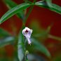Fresh 50 Seeds Andrographis Paniculata Green Chiretta Seeds Non Hybrid Open Pollinated
