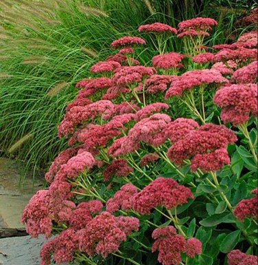 Fresh 100 Seeds CSS) Autumn Joy Sedum Seed Succulent Leaf Seeds Easy to Seasons