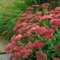 Fresh 100 Seeds CSS) Autumn Joy Sedum Seed Succulent Leaf Seeds Easy to Seasons