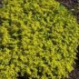 Fresh 200 GOLDEN ACRE SEDUM STONECROP GOLD MOSS Flower Seeds