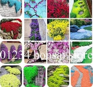 Fresh 200PCS Mixed Creeping Thyme Seeds Cress Rock