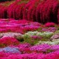 Fresh 100 Pcs/Bag Creeping Thyme Bonsai or Blue Rock CRESS Mixed Seeds